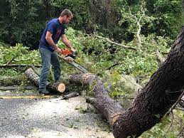 Mayfield Heights, OH Tree Care  Company