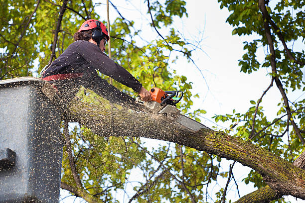 How Our Tree Care Process Works  in  Mayfield Heights, OH